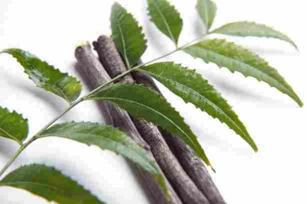 image of Neem 